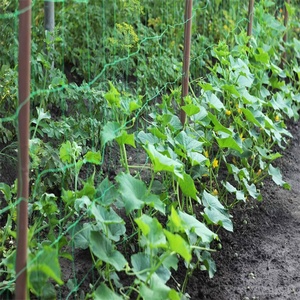 2m*60m 15cm*15cm Plant Support <strong>Net</strong> Good Price Polyethylene PE Cucumber Grid Frame <strong>Net</strong> for Crawling Plant Support <strong>Net</strong> - Product Image 4