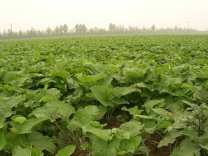 100% <strong>Natural</strong> Organic <strong>Burdock</strong> Extract Root Powder <strong>Burdock</strong> Extract Powder - Product Image 4