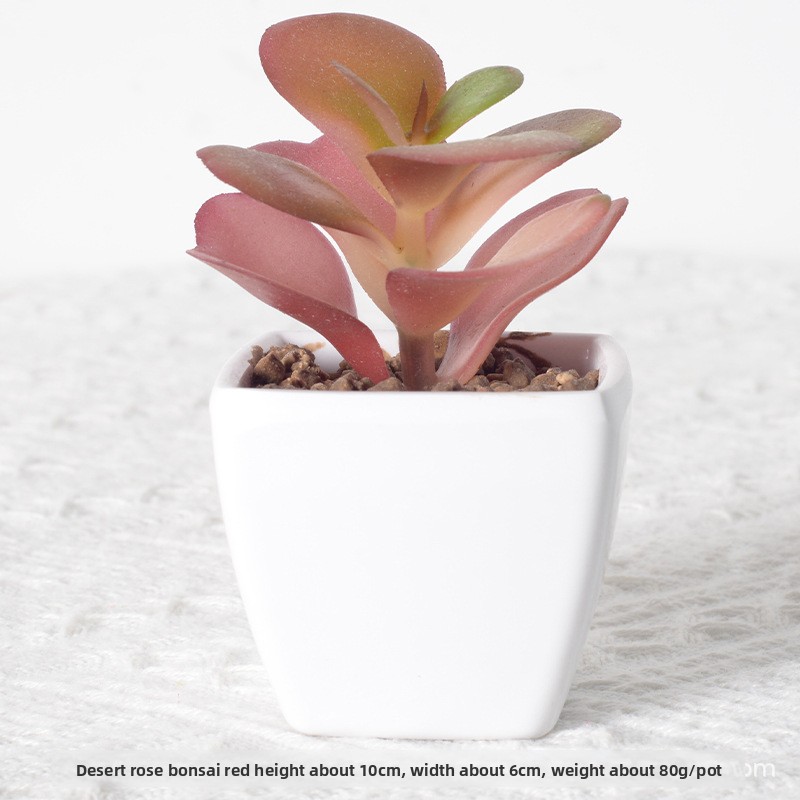 Bonsaï rose désert rouge