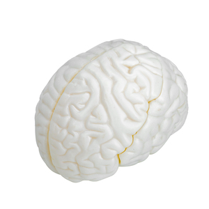 Fort geschrittenes medizinisches körper geformtes Gehirn modell für die direkte Ausbildung von Medizin studenten - Product Image 1