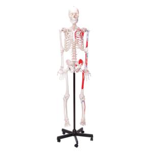 Dayanıklı PVC malzemeden yapılmış biyolojik laboratuvar öğretimi için Ligament doğa boyutu ile 170cm insan iskelet modeli - Product Image 1