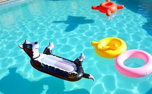 Zomer opblaasbare zwembadvlot voor honden, zwart, voor tieners, volwassenen en huisdieren. Nieuw ontwerp opblaasbare Border Collie honden zwembadvlot voor de zomer. - Product Image 5