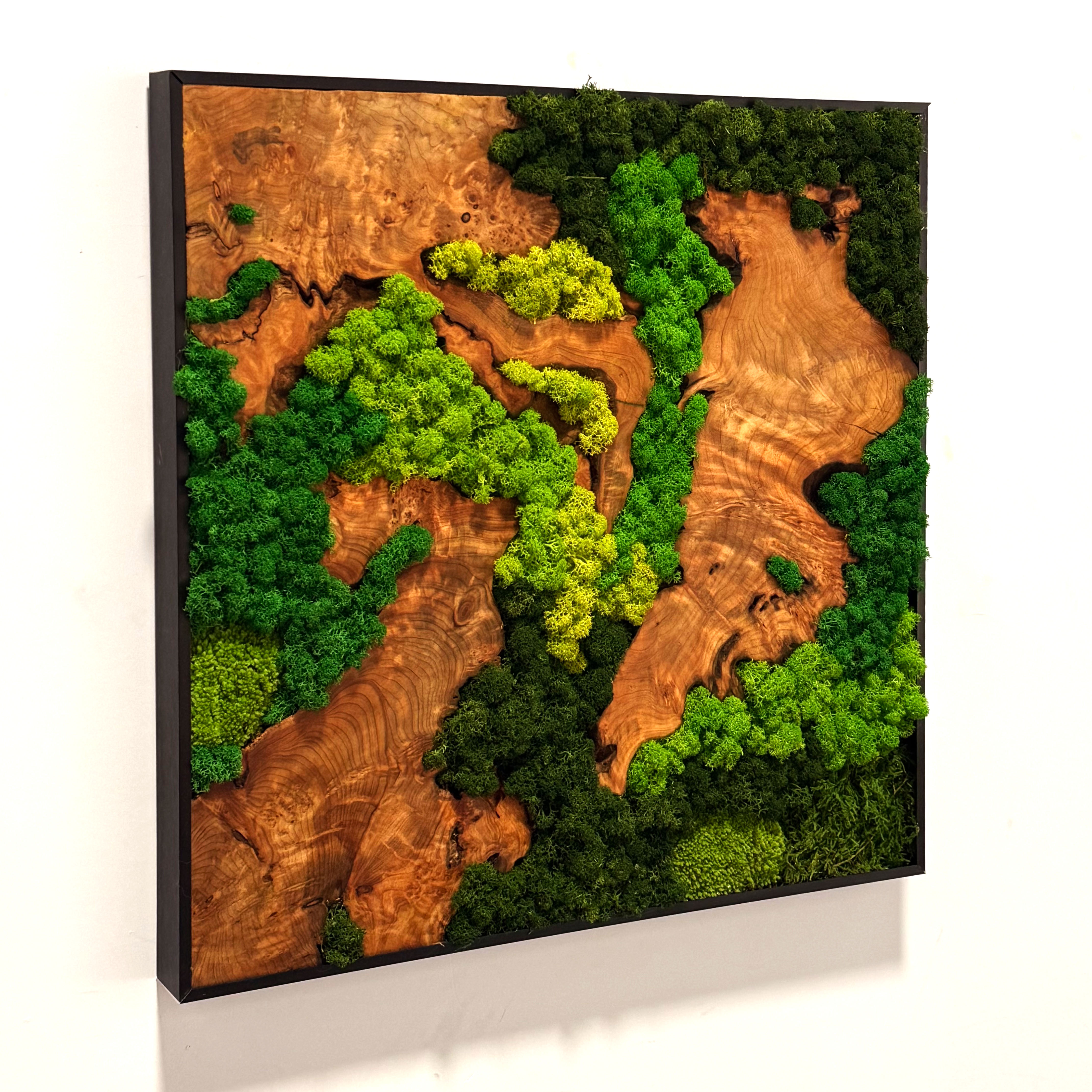 Photo de mousse naturelle sur bois d'olivier