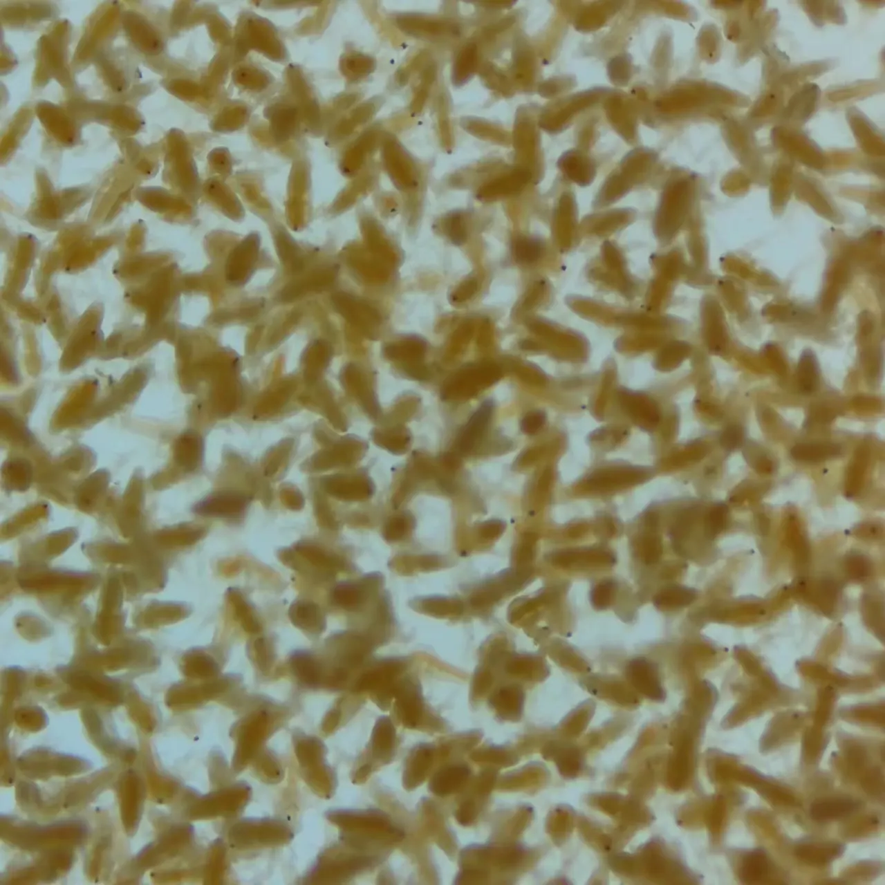 Яйца креветки с высокой скоростью вылупления 98% рассола яйца креветки аральные морские артемии кисты