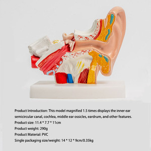 2025 yeni KRC İnsan kulak modeli anatomi-anatomik 3D kulak modeli 1.5 kez büyütülmüş gösterisi dış orta iç kulak ile teşhir tabanı - Product Image 2