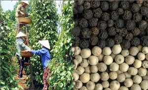 VIETNAM <strong>BLACK</strong> PEPPER 500GL CLEAN ASTA for EXPORT HIGH QUALITY. - Product Image 6
