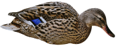 Mallard 48x18cm Feeder Hen