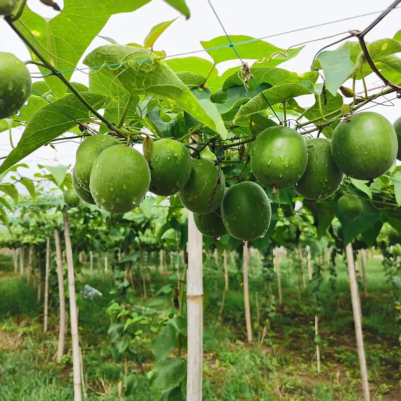 Premio estratto di semi di frutta di monaco biologico all'ingrosso dolcificante di frutta di monaco sano luogo di origine alla rinfusa frutta monaco puro prezzo basso