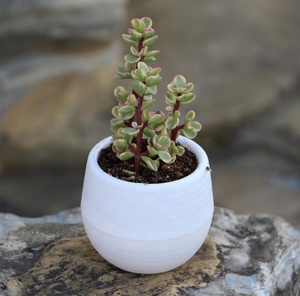 Colorful Small Flower <strong>Pots</strong> for Succulent <strong>Plants</strong> in Various Sizes with <strong>Stone</strong> Patterns - Product Image 2