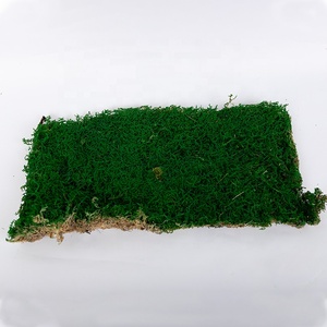 天然绿色保存平青苔片保存的青苔墙装饰 - Product Image 3