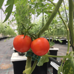 2023 tarım ekipmanları Hydroponics gübre tasarrufu hollandalı kova <span class=keywords><strong>Bato</strong></span> nft kanal büyüyen dikim sistemi