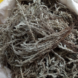 <span class=keywords><strong>Lu</strong></span> <span class=keywords><strong>rong</strong></span> cao doğal beyaz kurutulmuş vahşi Monochasma sheareri tüm bitkiler herb geleneksel