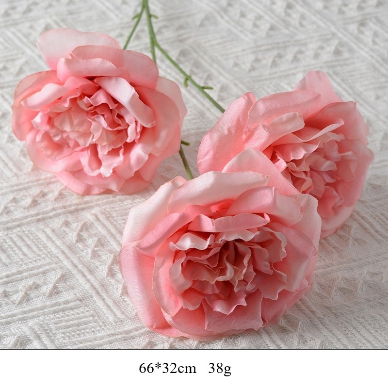 rosa 14