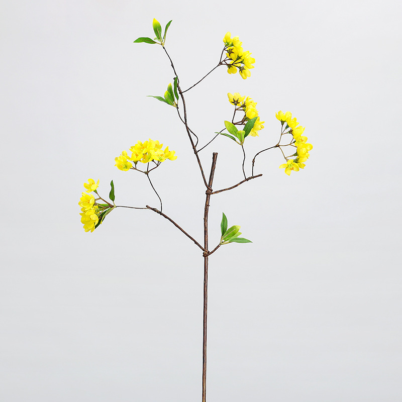 Ramo di frutto di Rhamnus giallo