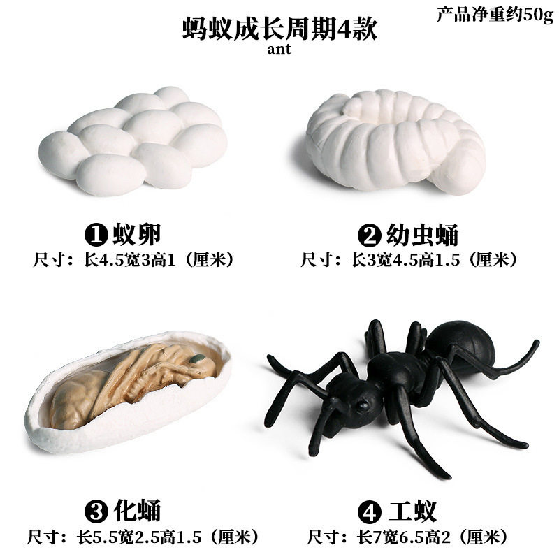 Worker ant growth cycle 4 sets