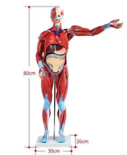 Cuerpo educativo Anatomía del órgano 45cm PVC Sexless Torso para la enseñanza de la ciencia