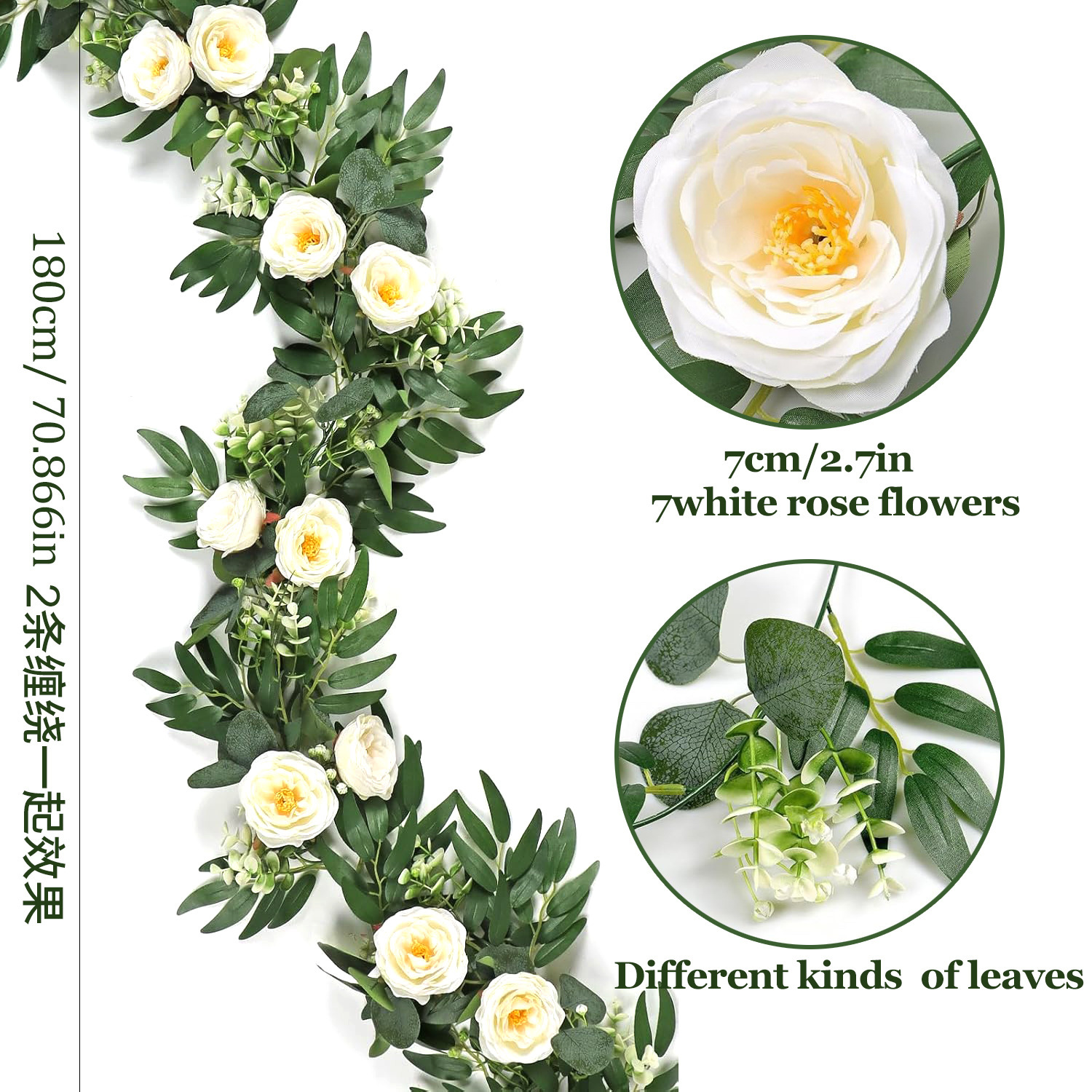 1.8-meter willow-leaf camellia vine