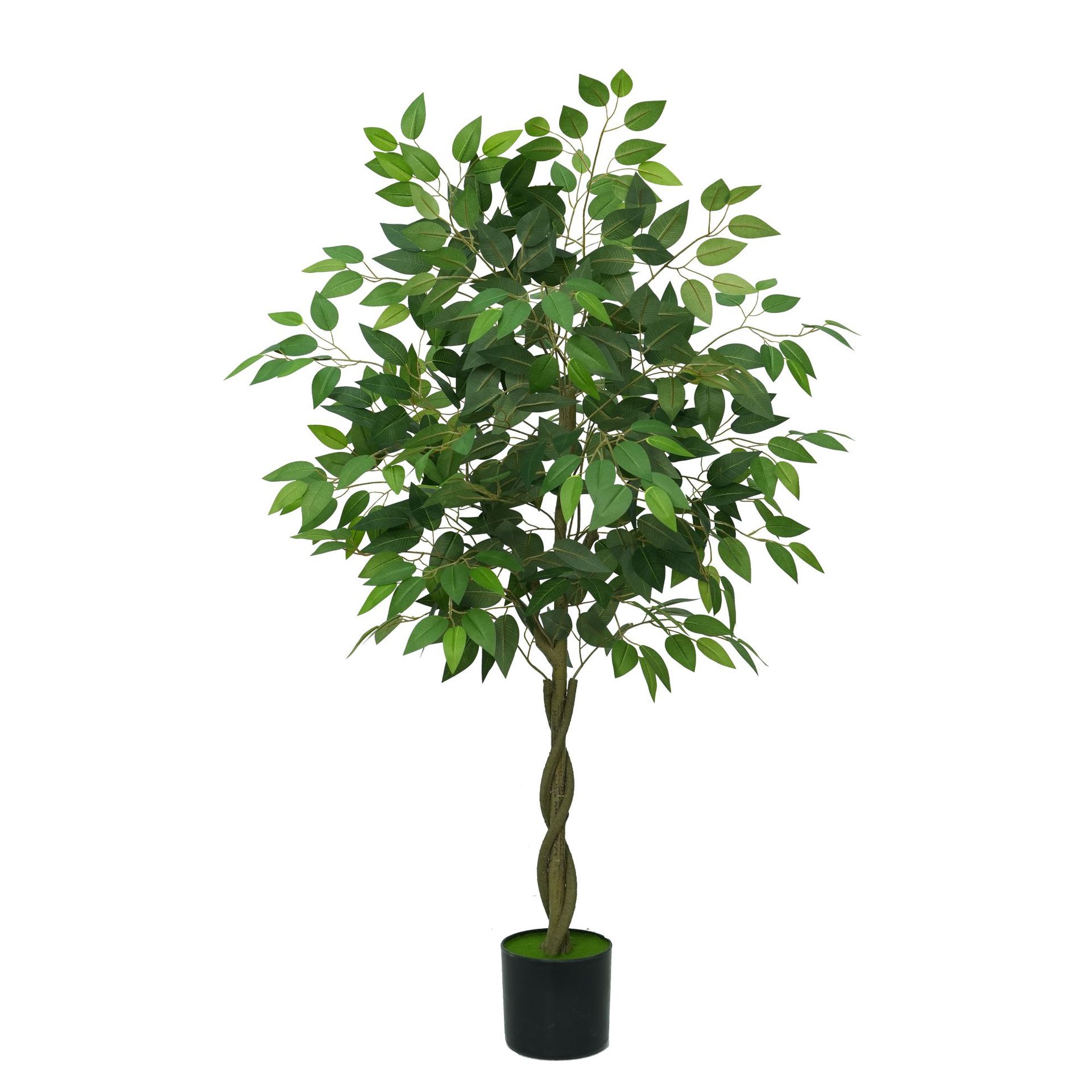 120cm banyan tree