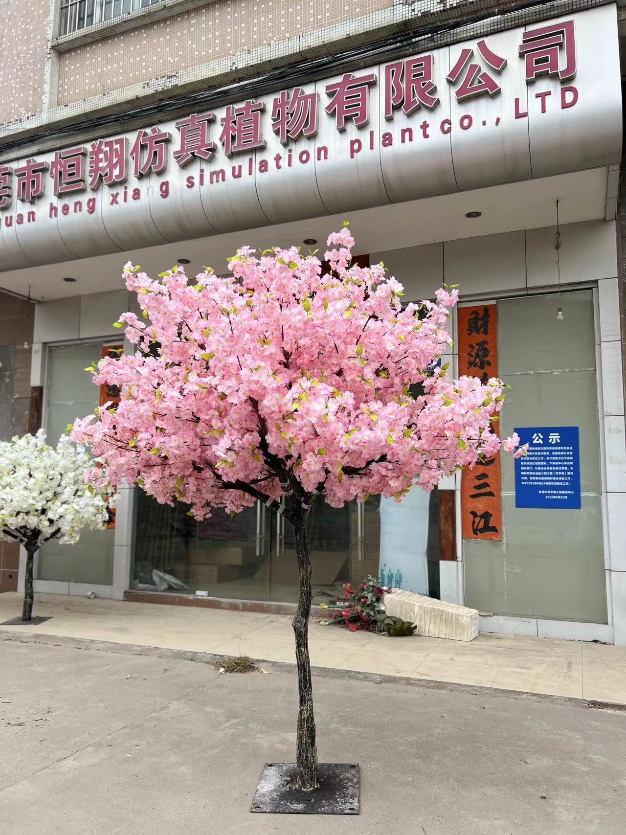 2.pink 1.8m cherry tree