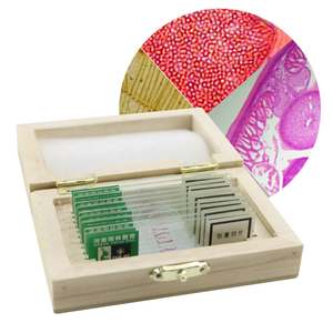 Professional Basic <strong>Slides</strong> Connective Bean Leaf Prepared <strong>Microscope</strong> <strong>Slide</strong> with Great Price for Medical Science Prepared <strong>Slides</strong> - Product Image 3