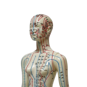 High Quality English <strong>Code</strong> 48cm Female Acupuncture Model Human Model - Product Image 3