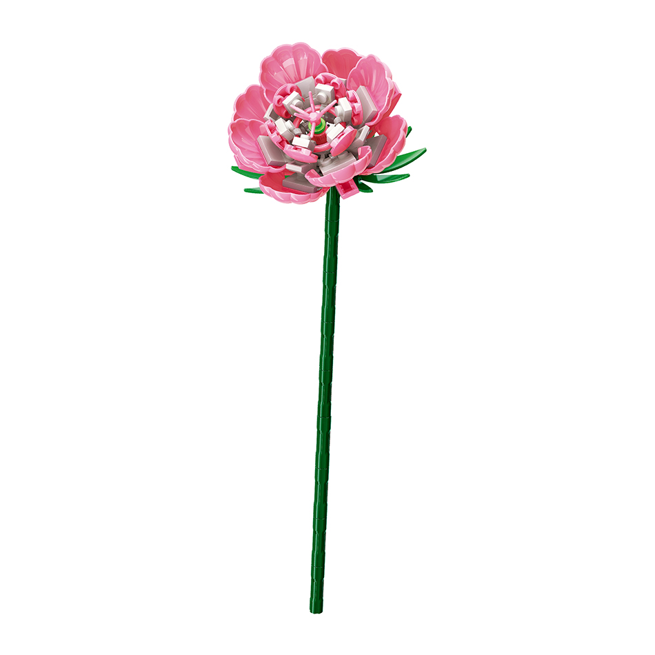 oeillet rose