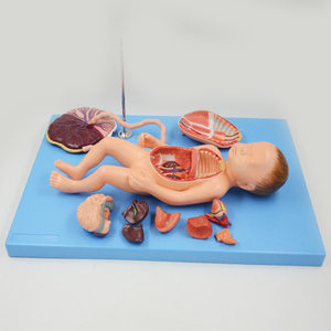 ViscusとPlacentaを備えたFetusモデル11パーツナチュラルサイズの赤ちゃんの誕生解剖学モデル教育機器医療科学