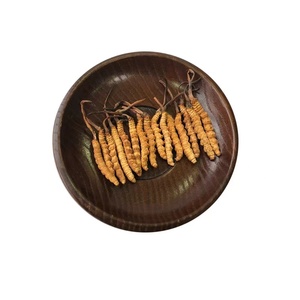 3500 buah semi-wild Cordyceps Sinensis rumput cacing liar setengah ukuran M - Product Image 6