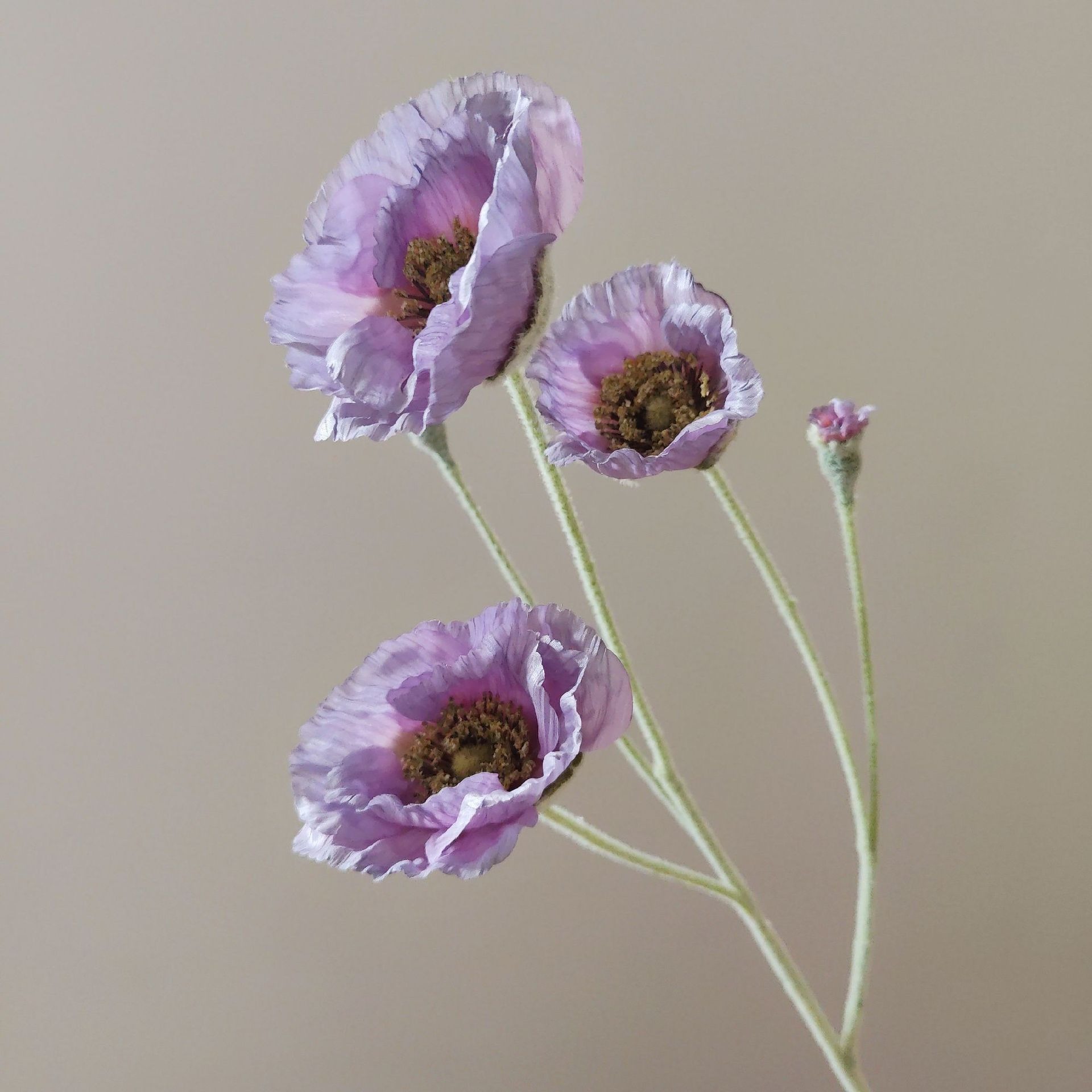 Pourpre