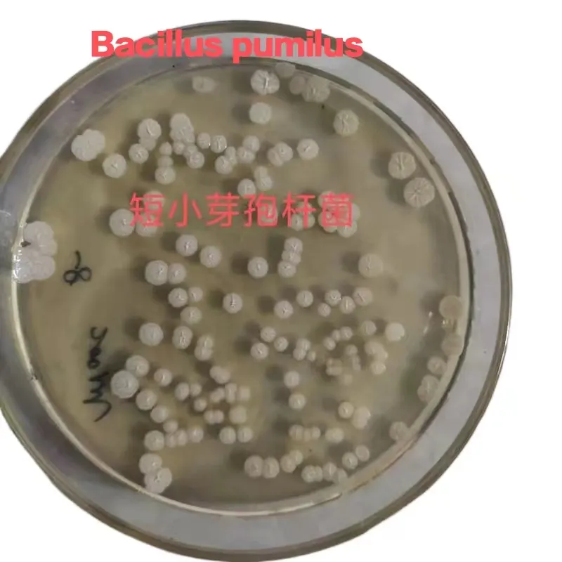 Hot Sale Enhance Soil Nutrients Promote Plant Growth Microbial Fertilizer Bacillus Pumilus For Olive Tree