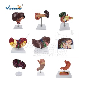 Malformation <strong>Fetuses</strong> Model Silicone <strong>Human</strong> Anatomical Model Medical Teaching Aids Model - Product Image 4