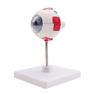 <strong>Human</strong> Eye Structure Model Medical Science Education Anatomical 3X <strong>Human</strong> Eye Model - Product Image 1