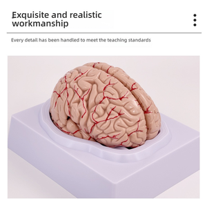 Modello completo di anatomia del cervello per la struttura del tronco cerebrale del cervello del dipartimento di neurologia dell'arteria cerebrale per la formazione medica - Product Image 6