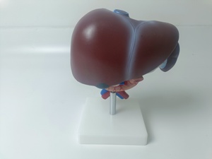 PVC ทนทานรูปแบบทางกายวิภาคนักเรียนการศึกษาวิทยาศาสตร์มนุษยธรรมทางการแพทย์ตับต่อมลูกหมากและทวารหนักทารก