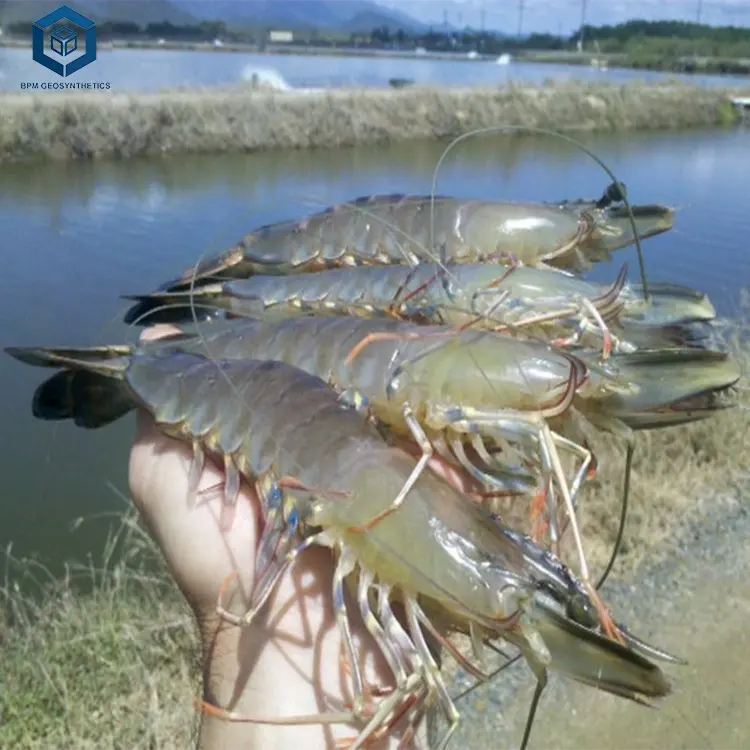 Forro de camarão de peixe à prova d'água, padrão hdpe de polietileno para agrícolas, preço de aquacultura, gm13 0.5mm