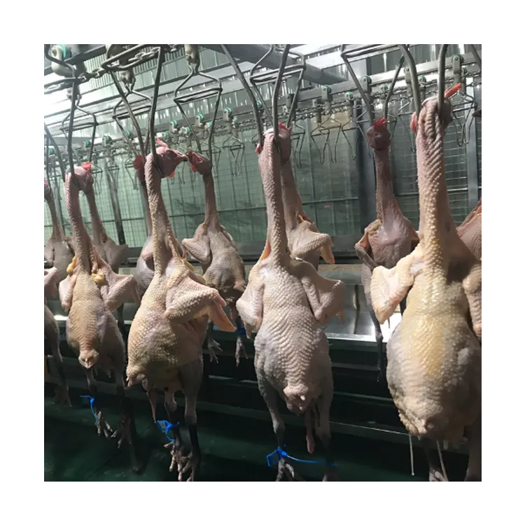 Linea di produzione di macellazione dell'oca d'anatra macellazione e taglio 500 linea di macchine per la macellazione del pollo bph