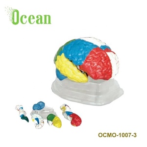 Umani Neuro-Posizione di Modello Anatomico Del Cervello con Funzionale - Product Image 2