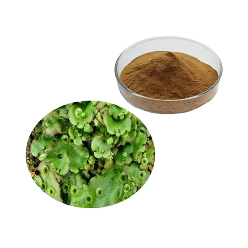 Liverwort Extract Poeder Plantenextract Gezonde Producten