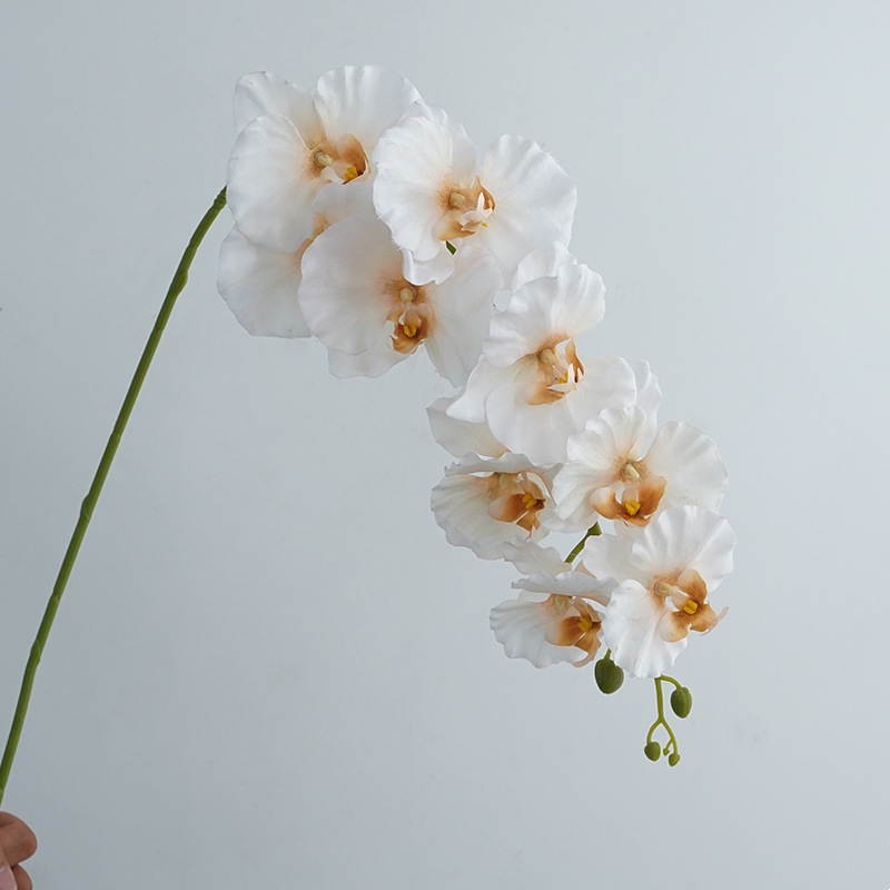Autumn White