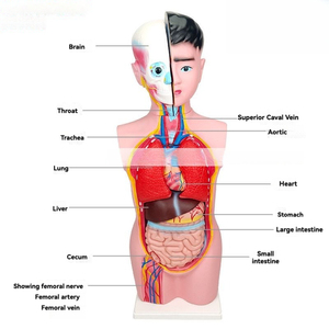 KyrenMed 68cm 9 Parts <strong>Human</strong> Male Adolescent Torso Body Model Half Body Anatomy Model Medical Teaching - Product Image 6