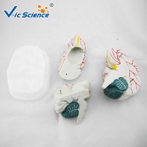 İnsan beyin anatomik tıp bilimleri modeli Brian anatomisi model beyin tıp bilimleri pvc İnsan trombüsünü büyüt - Product Image 6