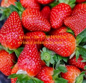 Selezionatrice orbitale per frutta e verdura selezionatrice per la classificazione del frutto della passione selezionatrice per ciliegie - Product Image 6