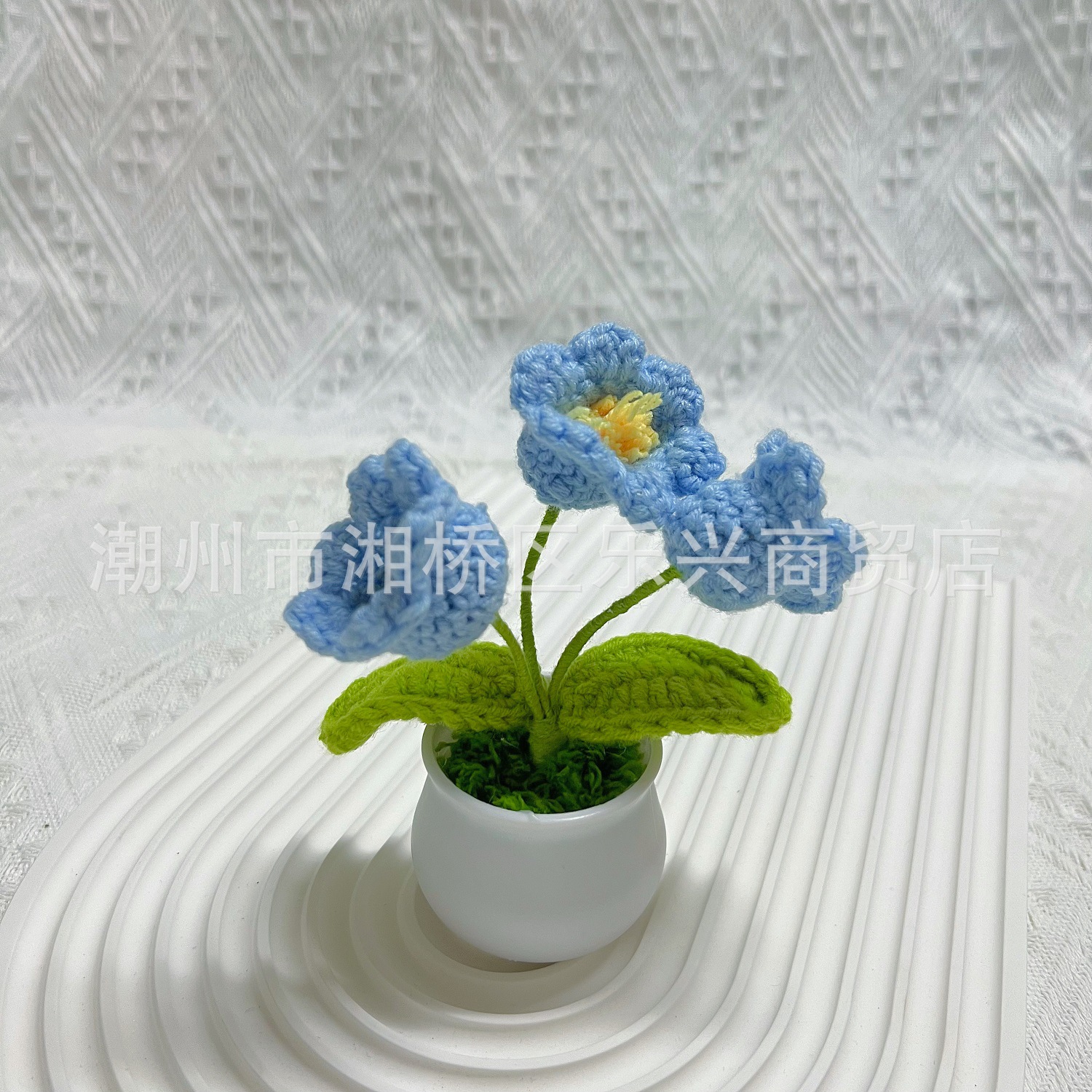 Blue Lily small pot plant