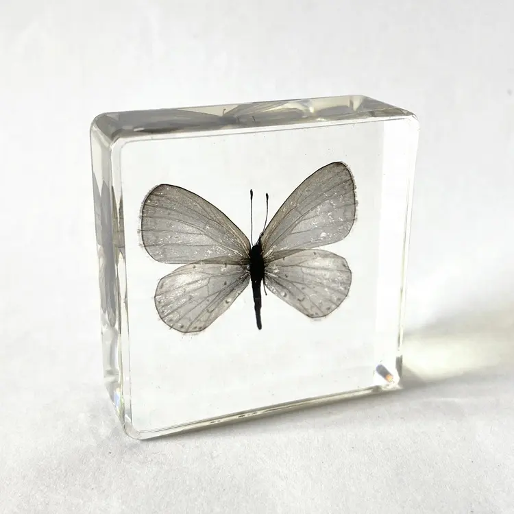Real hermosa mariposa incrustada espécimen sólido acrílico cubo Vintage regalos para niños