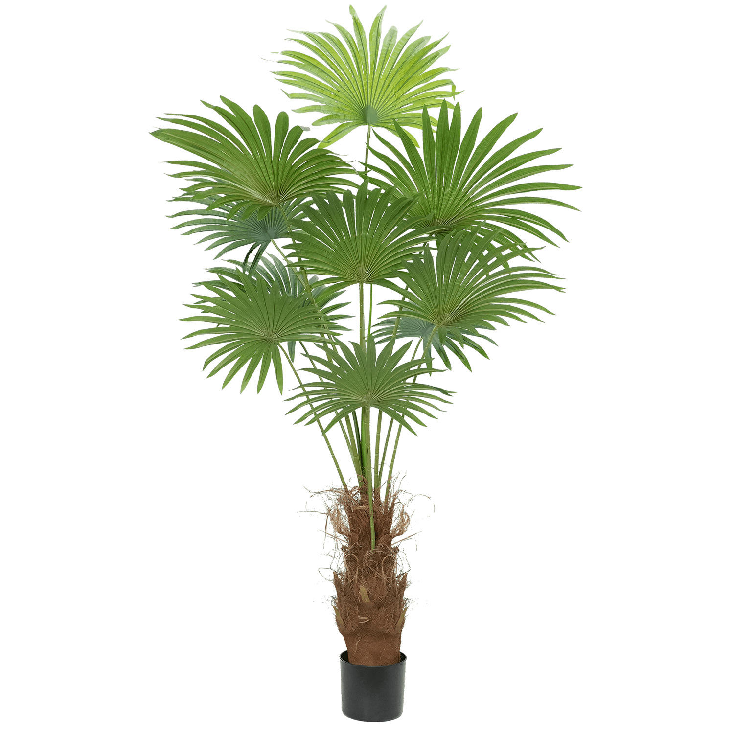 1,8 metros Tang Kwai marrón viene