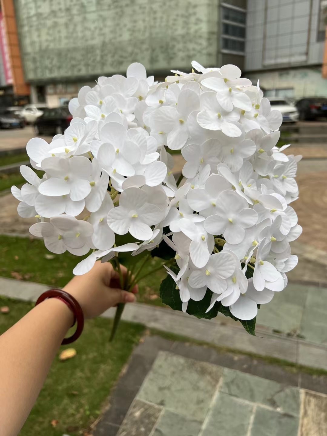 5 New Zealand Hydrangeas In Pure White