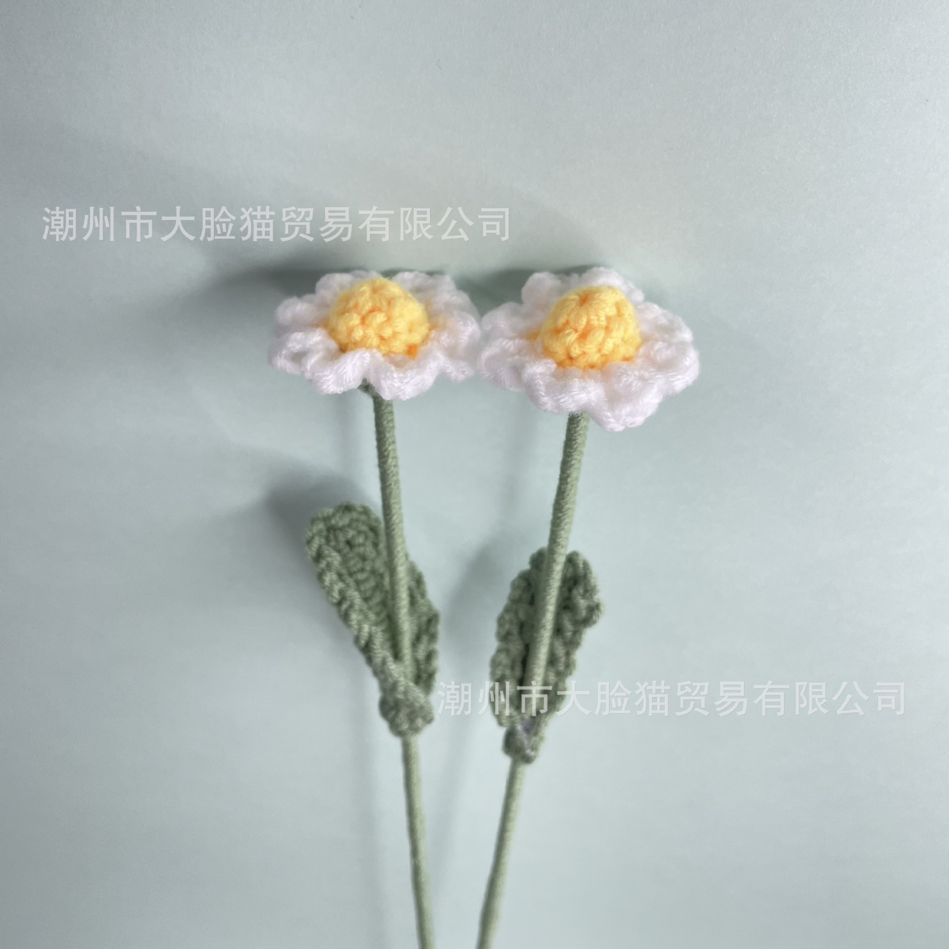 One white daisy