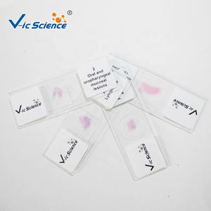 Lames d'histologie orale humaine Lames de dent d'histologie orale Ensemble de lames de microscope de pathologie humaine - Product Image 3