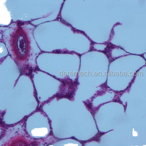 Portaobjetos de microscopio de histología humana preparada para enseñanza de ciencias médicas - Product Image 1