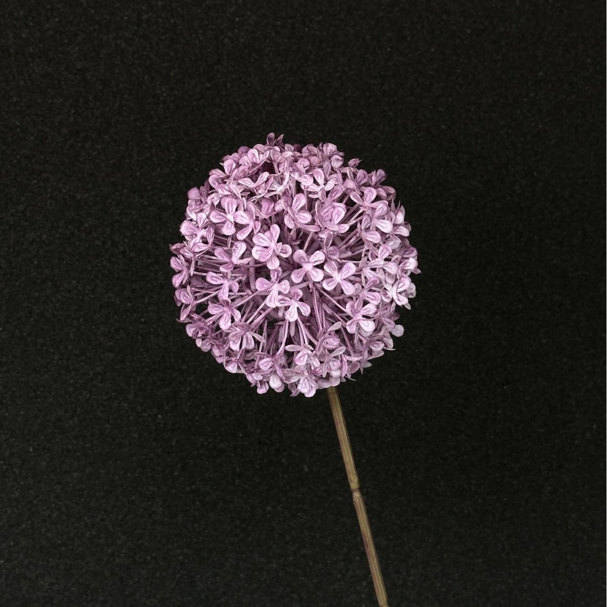 Bolas de cebolla verde morada
